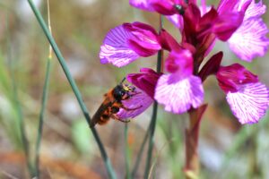 Lire la suite à propos de l’article Photographe, à la recherche d’orchidées sauvages