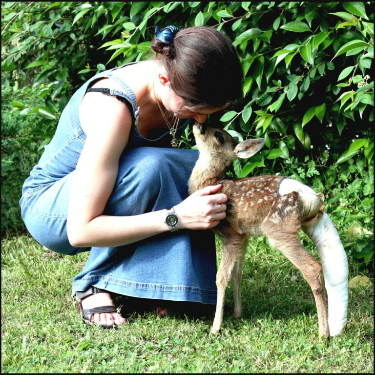 Lire la suite à propos de l’article Centre de Soins de la Faune Sauvage Poitevine